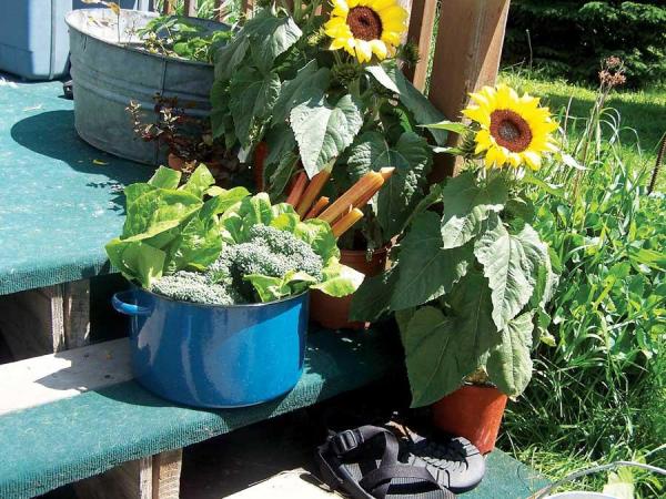 Not enough room for a garden? How about containers on your steps?